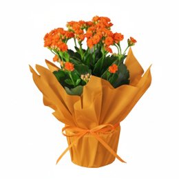 Imagem de Flor da Fortuna Laranja Kalonchoe 