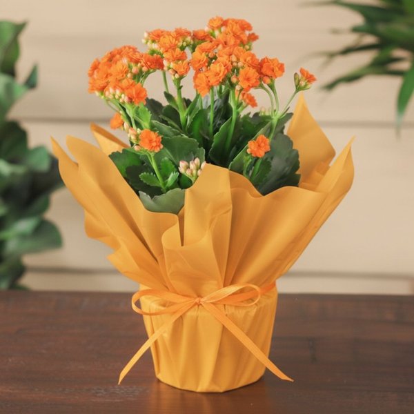 Flor da Fortuna Laranja Kalonchoe 