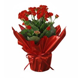 Imagem de Flor da Fortuna Vermelha Kalonchoe