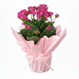 Imagem de Flor da Fortuna Rosa Kalonchoe 