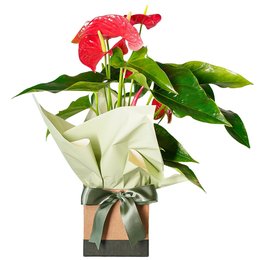 Imagem de Antúrio Vermelho (Michigan)