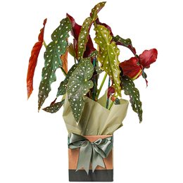 Imagem de Begônia Maculata em Vaso 