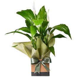 Imagem de Lírio da Paz em Vaso 