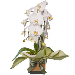 Imagem de Orquídea Phalaenopsis Branca no Vaso