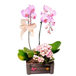 Imagem de Orquídea Phalaenopsis na Caixa de Madeira