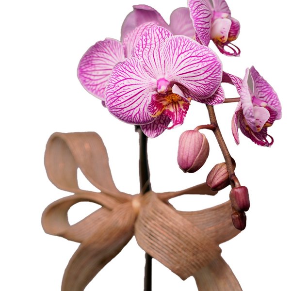 Orquídea Phalaenopsis na Caixa de Madeira
