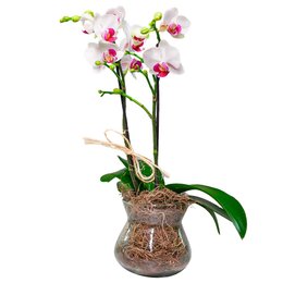 Imagem de Mini Orquídea Phalaenopsis em Vaso de Vidro
