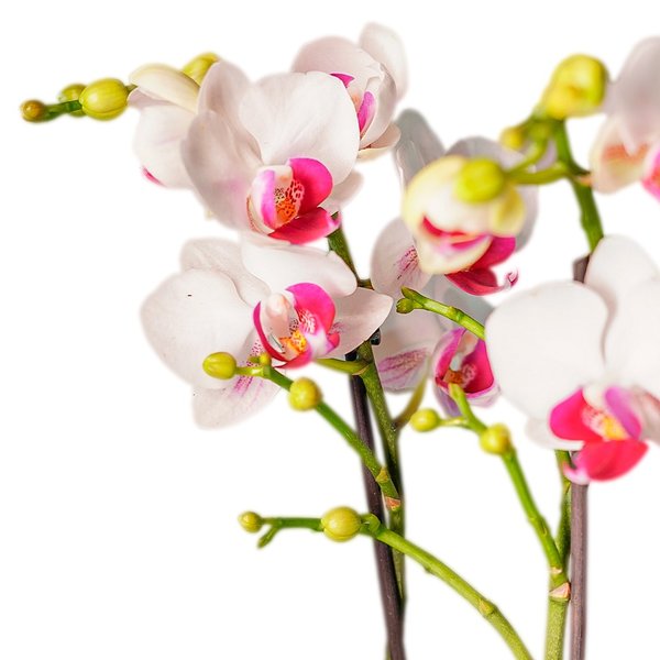 Mini Orquídea Phalaenopsis em Vaso de Vidro