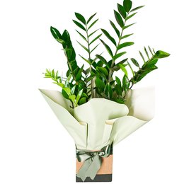 Imagem de Zamioculcas no Cachepot