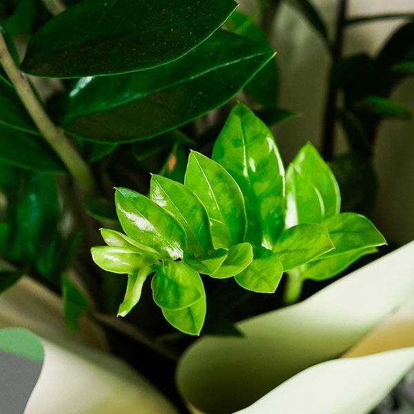 Zamioculcas no Cachepot