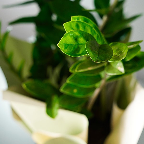 Zamioculcas no Cachepot