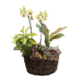 Imagem de Orquídeas e Folhagens