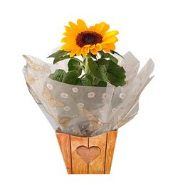 Imagem de Girassol Lindo Para Presente 