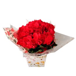 Imagem de Linda Begonia para Presente 