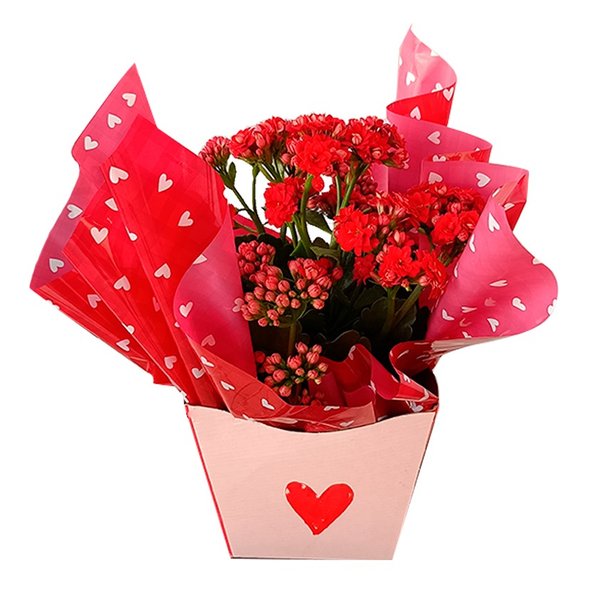 Kalanchoe Vermelho Para Presente 
