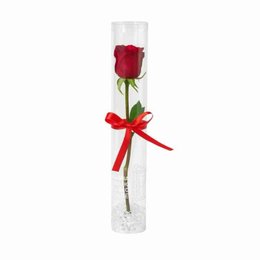 Imagem de Rosa Solitária Recipiente Acrílico