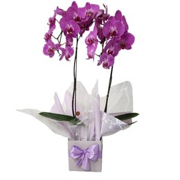 Imagem de Orquídea Cascata Phalaenopsis 2 Hastes Lilás