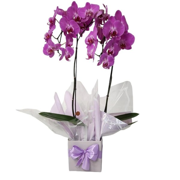 Orquídea Cascata Phalaenopsis 2 Hastes Lilás