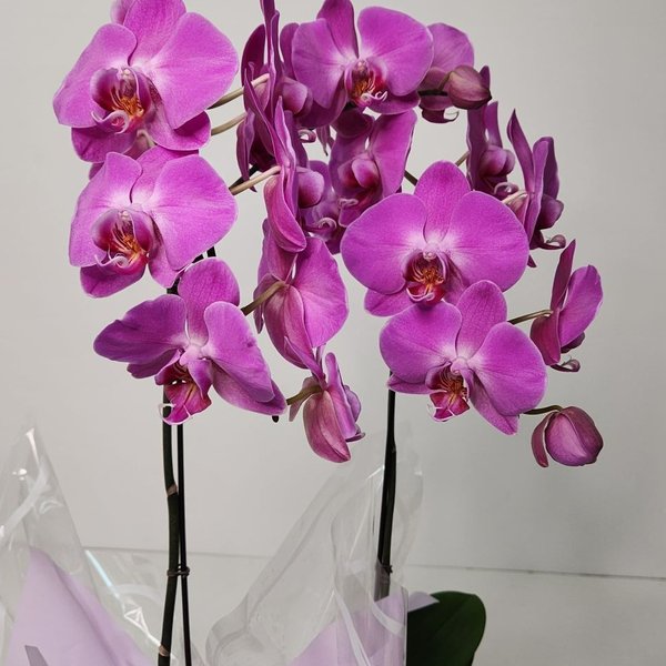 Orquídea Cascata Phalaenopsis 2 Hastes Lilás