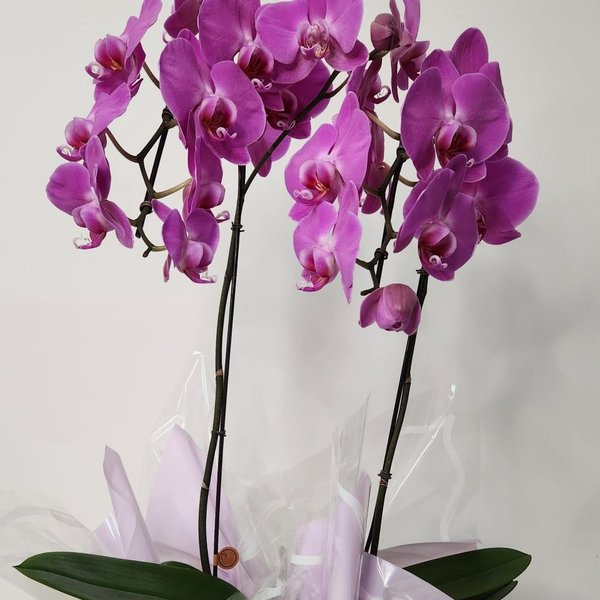 Orquídea Cascata Phalaenopsis 2 Hastes Lilás