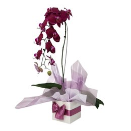 Imagem de Orquídea Phalaenopsis Cascata Roxa