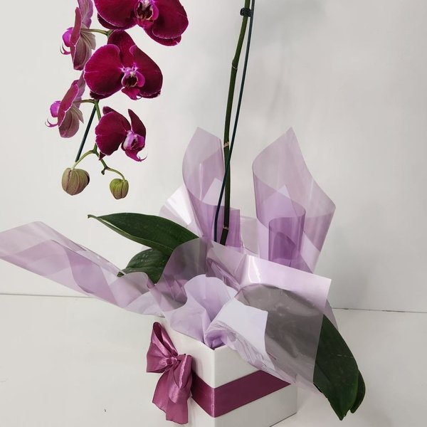 Orquídea Phalaenopsis Cascata Roxa