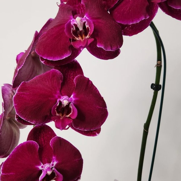 Orquídea Phalaenopsis Cascata Roxa