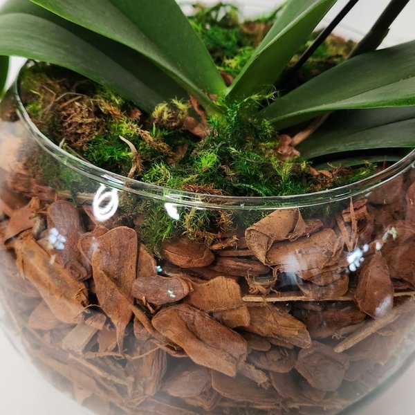 Orquídea Coração Amarelo Duo Color no Bowl de Vidro