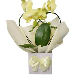 Imagem de Orquídea Phalaenopsis Coração no Cachepot