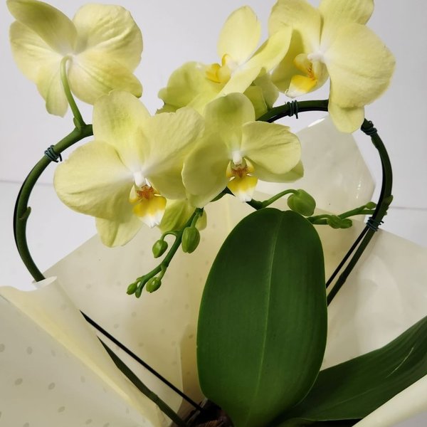 Orquídea Phalaenopsis Coração no Cachepot