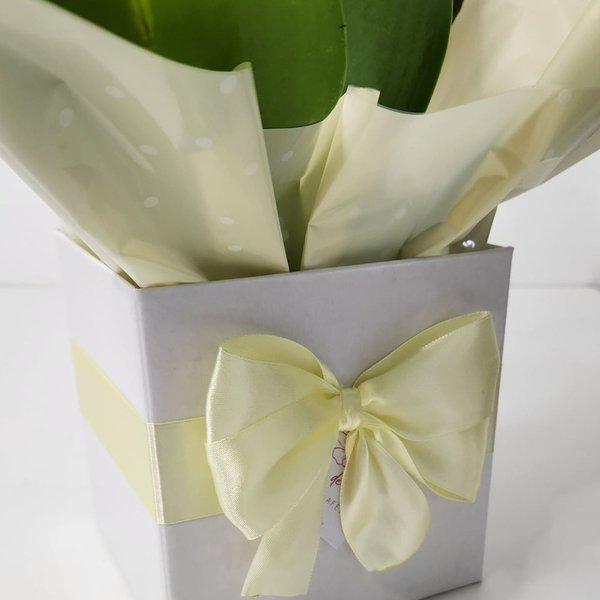 Orquídea Phalaenopsis Coração no Cachepot