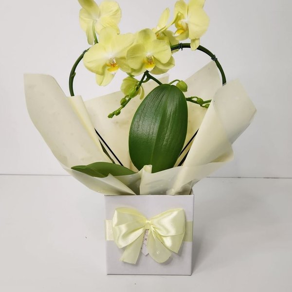 Orquídea Phalaenopsis Coração no Cachepot