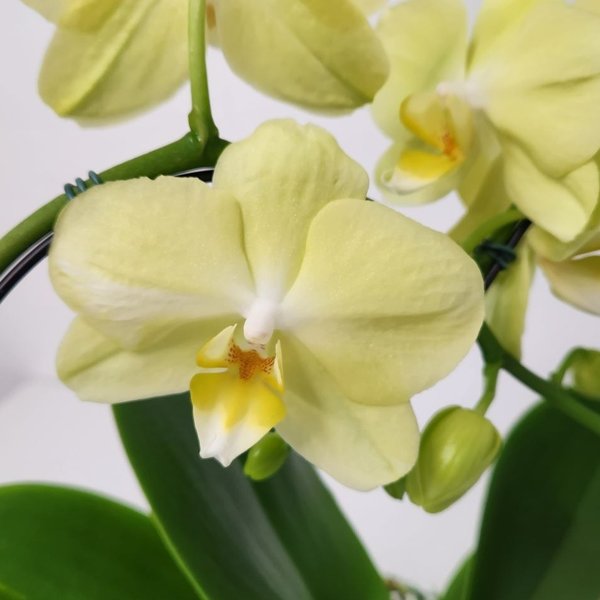 Orquídea Coração Amarela no Bowl de Vidro