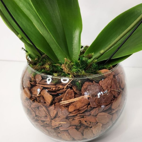 Orquídea Coração Amarela no Bowl de Vidro