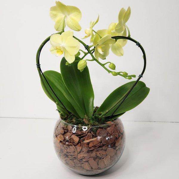 Orquídea Coração Amarela no Bowl de Vidro