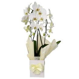 Imagem de Orquídea Phalaenopsis Arco Branca 2 Hastes 