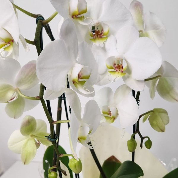 Orquídea Phalaenopsis Arco Branca 2 Hastes 