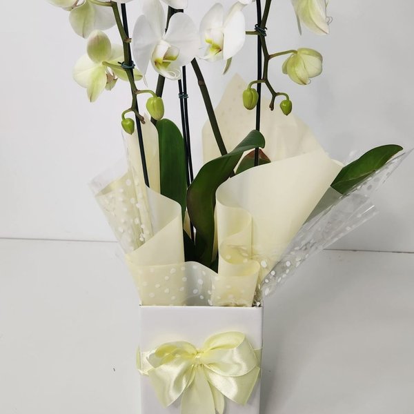 Orquídea Phalaenopsis Arco Branca 2 Hastes 