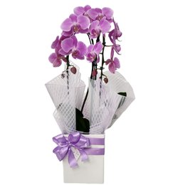 Imagem de Orquídea Phalaenopsis Arco Lilás 2 Hastes 