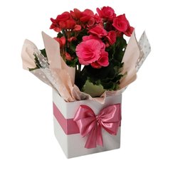 Imagem de Begônia Bazan Pote 15 Rosa