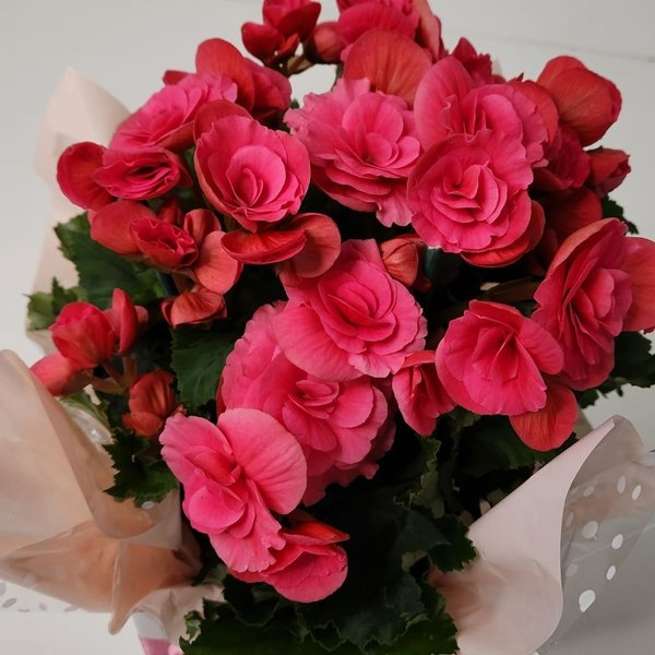 Begônia Bazan Pote 15 Rosa