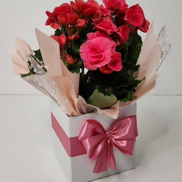 Begônia Bazan Pote 15 Rosa