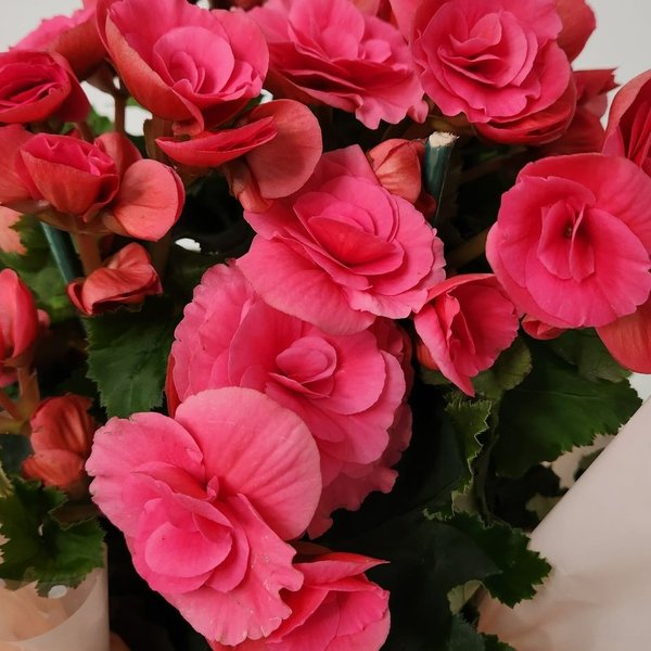 Begônia Bazan Pote 15 Rosa