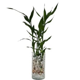 Imagem de Bambu da Sorte no vidro