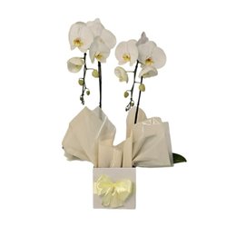 Imagem de Cascata Phalaenopsis Branca 2 Hastes