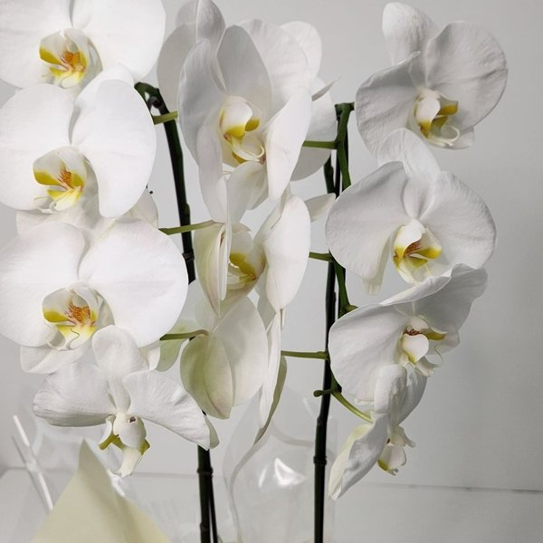 Cascata Phalaenopsis Branca 2 Hastes