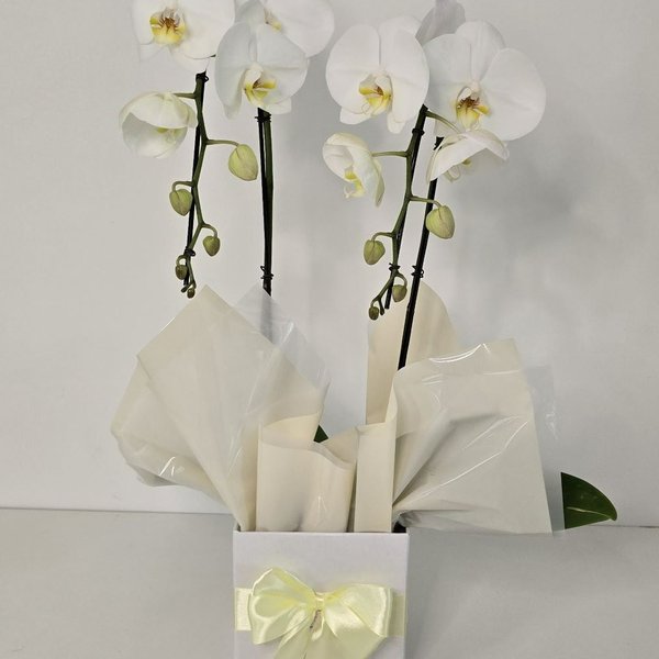 Cascata Phalaenopsis Branca 2 Hastes