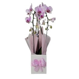 Imagem de Orquídea Phalaenopsis Arco Rosa 2 Hastes 