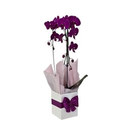 Imagem de Orquídea Phalaenopsis Arco roxa 2 Hastes 