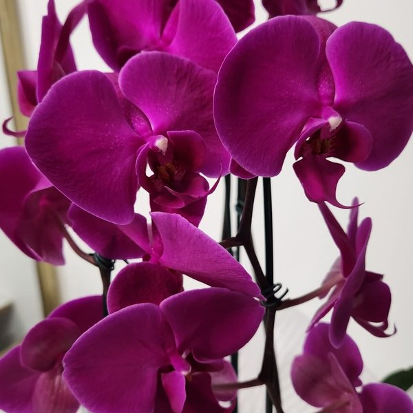 Orquídea Phalaenopsis Arco roxa 2 Hastes 